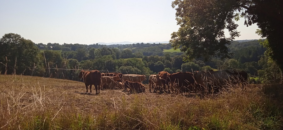 Activities at Pleaux Campsite