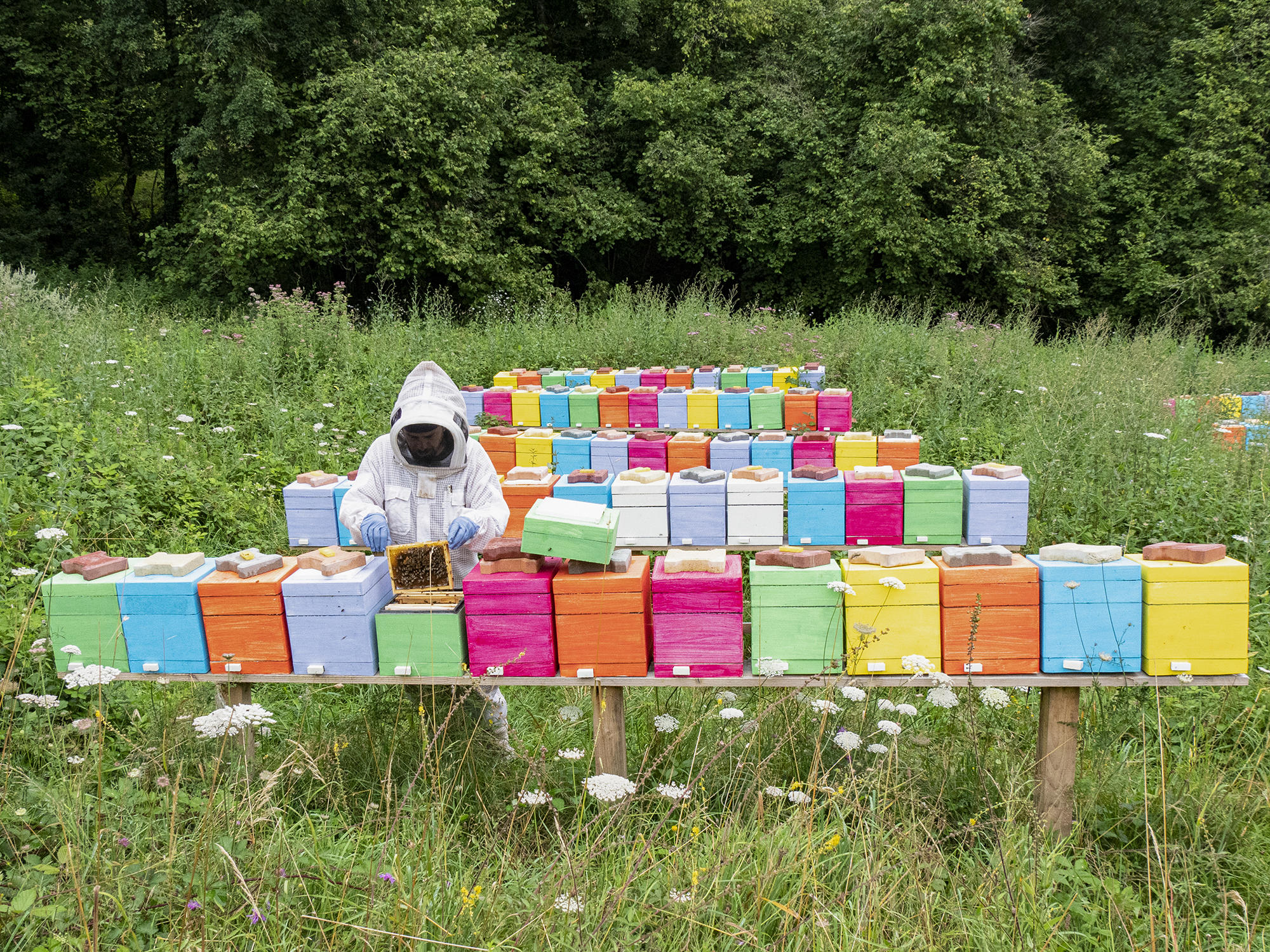 Meet a Passionate Queen Bee Breeder – Visit Cédricapi